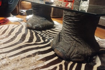 Hay cuatro detenidos por tráfico ilegal de fauna silvestre tras trece allanamientos&nbsp;simultáneos