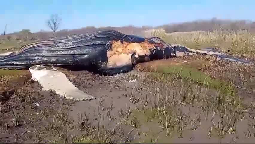 Avistamiento de ballenas en la costa del Río de la Plata, un fenómeno en&nbsp;aumento