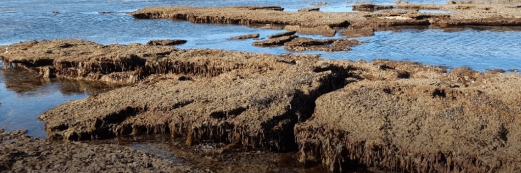 Estudio sobre la Styela Clava en el Golfo San&nbsp;Matías
