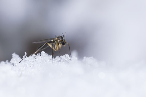 Mosquitos en Islandia: descubren una especie que logró adaptarse al frío&nbsp;extremo