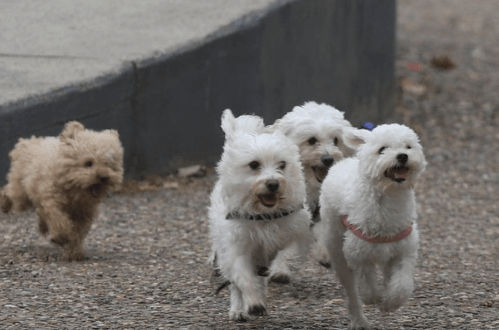 Mar del Plata: una mujer envenenó a sus diez perros y luego se&nbsp;suicidó
